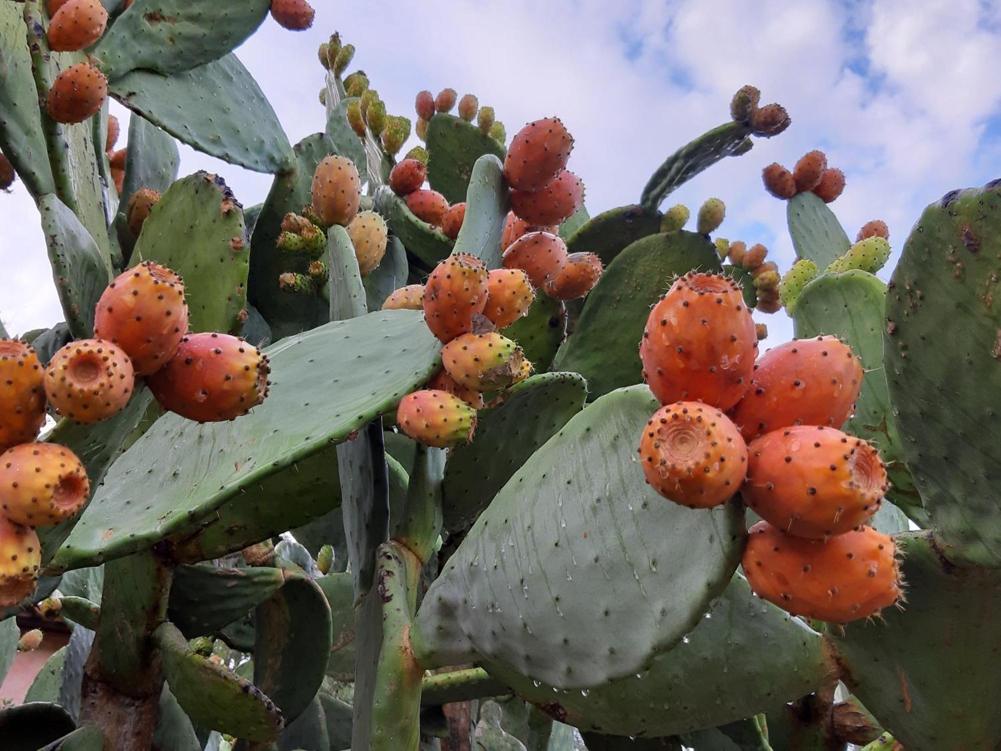 Agriturismo Agrisole Olbia Kültér fotó