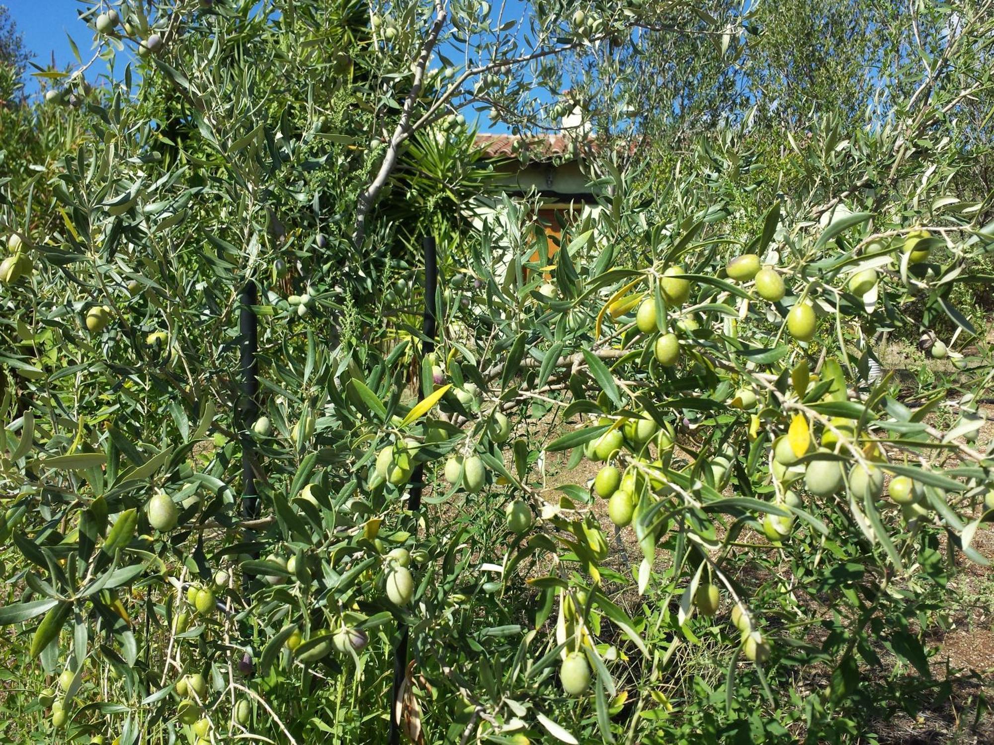 Agriturismo Agrisole Olbia Kültér fotó